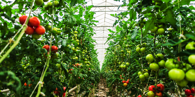 Waste Not, Want Not in Chatham, Ontario